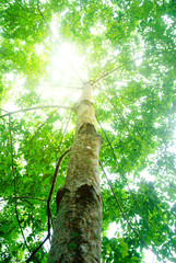 Fototapeta na wymiar Rubber plantation in Thailand Abundant. Rubber production.