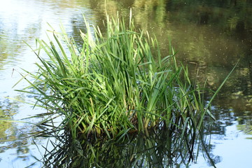 reeds in water