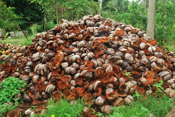 Coconut plantations are famous for Thai coconut, Thap Sakae.
