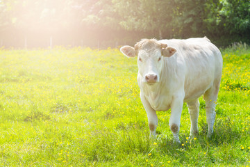 White Cow at the Green Meadow