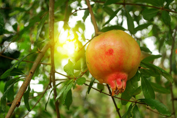 Thai custard apple.Tropical fruit Thailand.