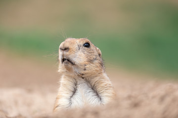 Prairie dog in the meadow