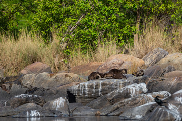 Naklejka na ściany i meble Smooth-coated otter (Lutrogale pers) family basking in sun on rocks after taking dip in water of chambal river at rawatbhata, kota, rajasthan, india 