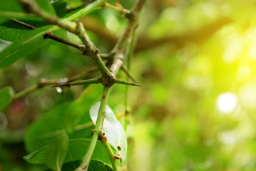Bengal-Currants Helps to repair the body and helps to cure diseases.
