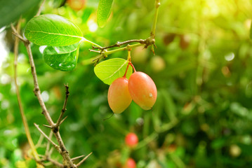 Bengal-Currants Helps to repair the body and helps to cure diseases.