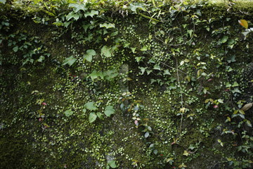 自然　緑　日本