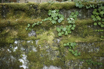 自然　緑　日本