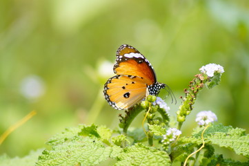 butterfly on flower