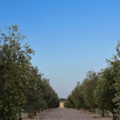 Fototapeta premium Olive tree field. Square close-up shot. Green and blue.