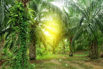 Fototapeta na wymiar Palm plantation renewable fuel source.Palm oil.