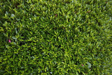 自然　緑　日本