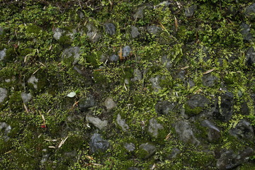 Obraz premium 石壁 苔