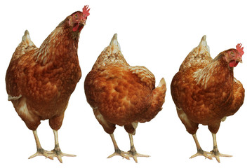 Chicken egg breeding Find your own natural food on white background.(with Clipping Path).