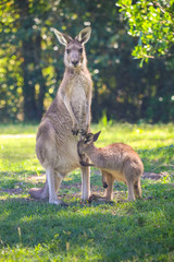 Naklejka na ściany i meble Two kangaroos, mother and cub. Wildlife of Australia. Wallaby