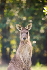 Kangaroo, on a green blurred background. Wildlife of Australia. Female wallaby © shubas