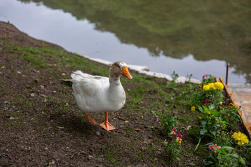 Goose. Domestic goose , Anser anser domesticus or Anser cygnoides.
