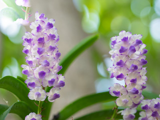 Purple orchid bunch,Aerides rosea Lodd. ex Lindl. & Paxton.soft focus.
