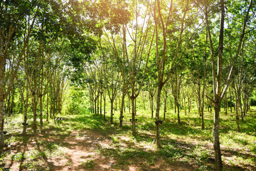 Fototapeta na wymiar rubber plantation with rubber tree forest in agriculture of asia natural latex