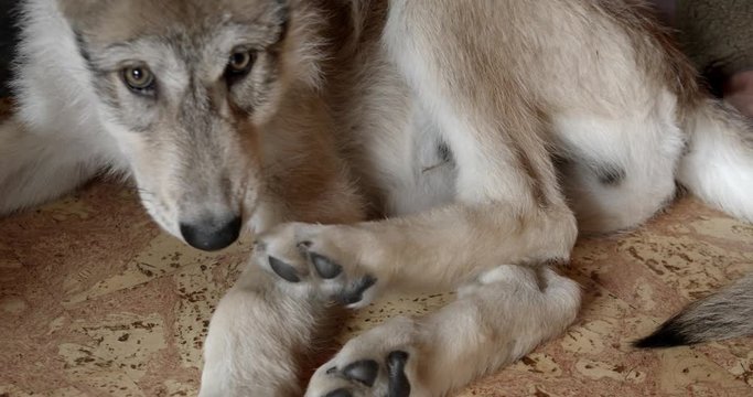 Gray wolf pup playing with his tail and leg.