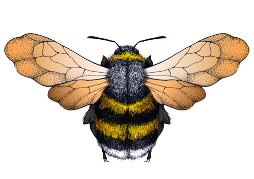 Bee tattoo. Dotwork tattoo. Symbol of diligence