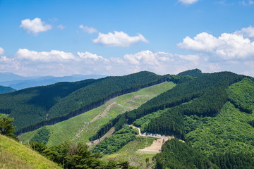 Fototapeta na wymiar Afforested forest landscape ,Shikoku,Japan