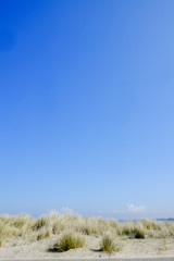 Sea Grass On A White Sand Dunes Beach under a clear blue Sky 