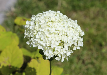 Hydrangea arborescens, commonly known as smooth hydrangea, wild hydrangea, or sevenbark