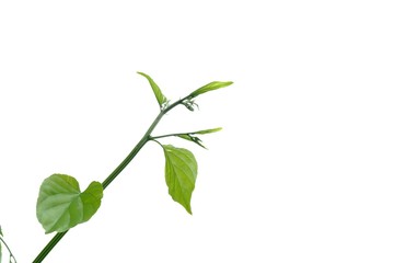 Young tropical plant with leaves growing in a garden on white isolated background for green foliage backdrop 