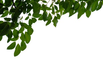 Tropical tree leaves with branches on white isolated background for green foliage backdrop 