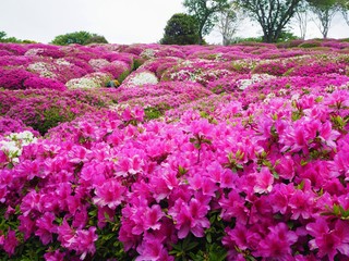 the azalea flower garden