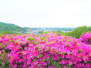 the azalea flower garden