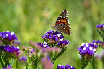 Vanessa cardui butterfly color summer flowers nature macro 