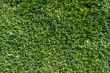 Texture Grass Green Bush