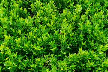 Plant countless fresh and green leaves ,many details green leaves wall background,top view