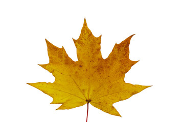 Autumn maple leaf isolated on white background