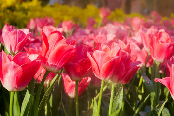 The beautiful blooming tulips in garden.tulips flower close up under natural lighting outdoor
