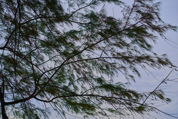 Tropical trees on the ocean coast.