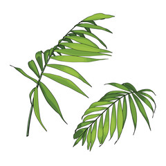Hand drawn  tropical summer design element: bright green palm tree leaves. 