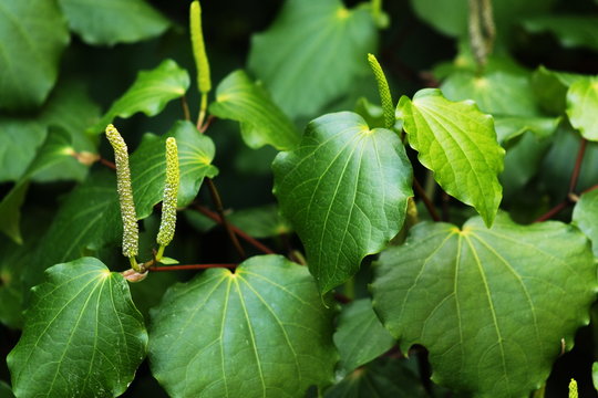 Background image of Kawakawa leaves and fruit (Piper excelsum)