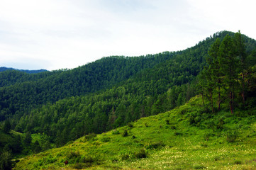Year landscape of the mountain and glade