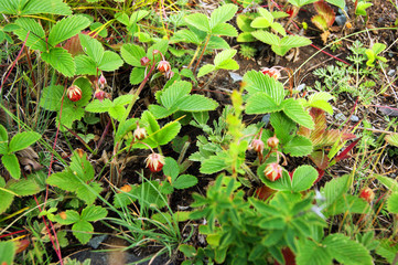 Bush of the timber berry strawberries in wood