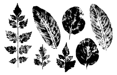 Leaves imprints set isolated on white background vector