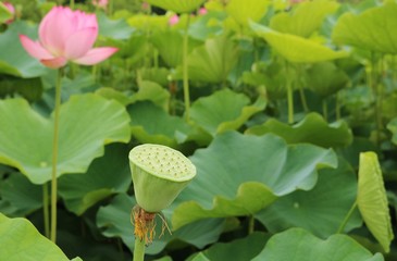 風景　蓮池　大賀ハス　咲き終わり　終焉　茨城