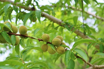 桃の木　小さい　実　緑　夏　茨城