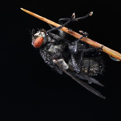Musca domestica on a straw