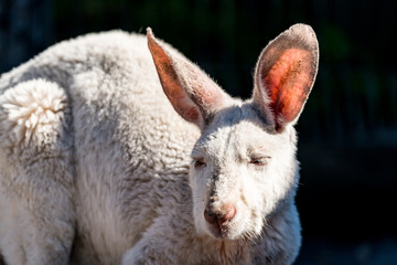 Obraz premium Close-up photograph of an Albino (White) Kangaroo against a dark background.