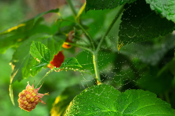 red raspberry on a branch in the rain