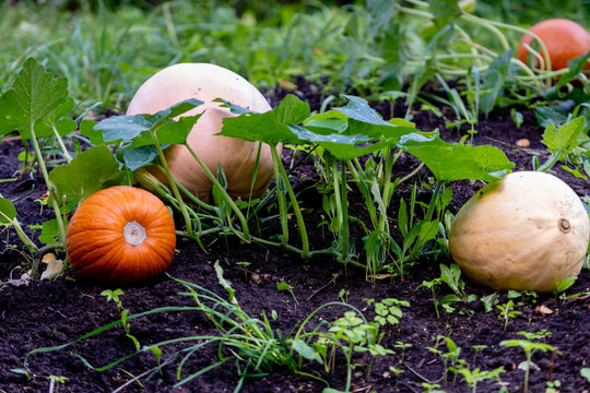 Pumpkin growing in the vegetable garden. Growing pumpkins. Pumpkin plant. - Image