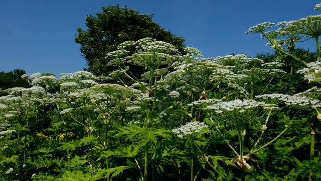 Riesenb&auml;renklau - Heracleum mantegazzianum - Stauden in einer Detailaufnahme
