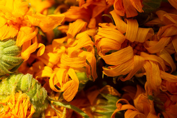 Dry calendula photo. Calendula flower, medicine herb, calendula background, organic plant.Background of dry calendula flowers, dried marigold petals. alternative medicine concept 